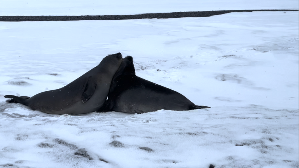 Two dark grey seals on a field of snow